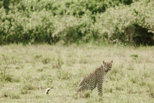 Leopard Conservation Øst Afrika – stockfoto
