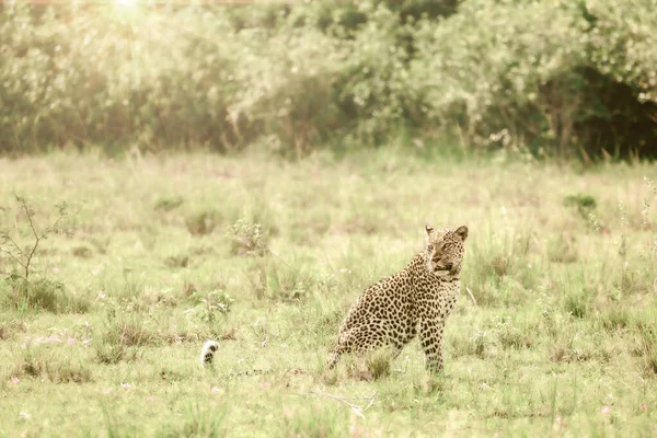 Leopardo Conservation Africa Orientale — Foto Stock