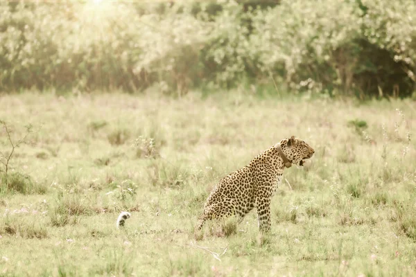 Léopard Dans Conservation Afrique Est — Photo