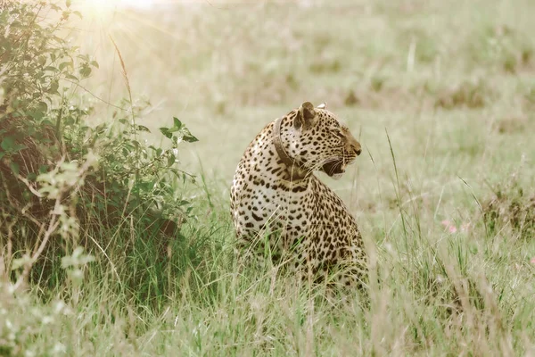 Leopard Conservation Ανατολική Αφρική — Φωτογραφία Αρχείου