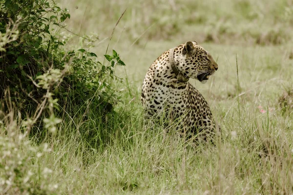 Leopard Conservation Eastern Africa — Stock Photo, Image