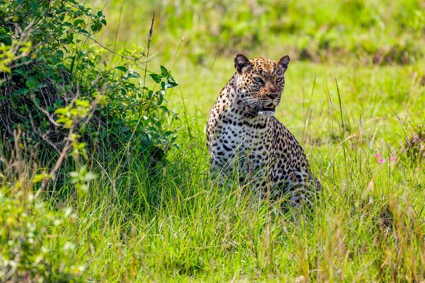 Leopárd Természetvédelmi Vannak Kelet Afrika — Stock Fotó