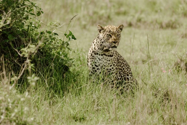 Leopar Doğu Afrika — Stok fotoğraf