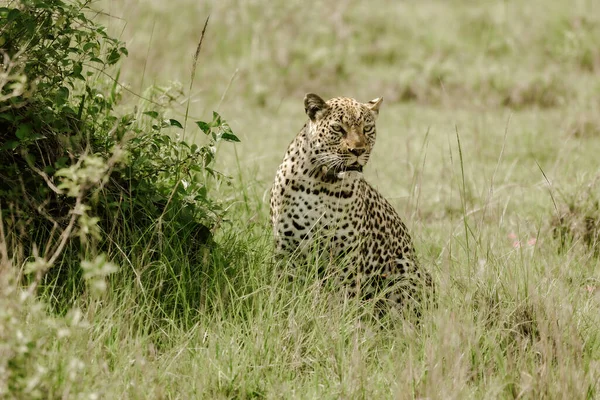 保护中的豹 — 图库照片