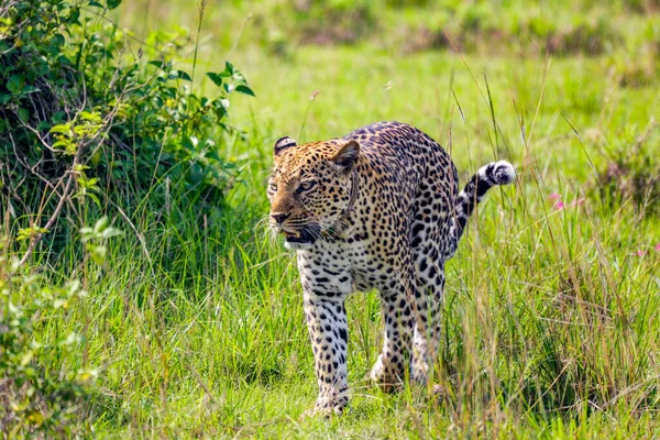 Leopard Conservation Eastern Africa — Stock Photo, Image