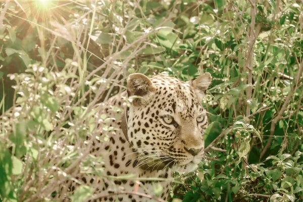 Leopard Conservation Ostafrika — Stockfoto