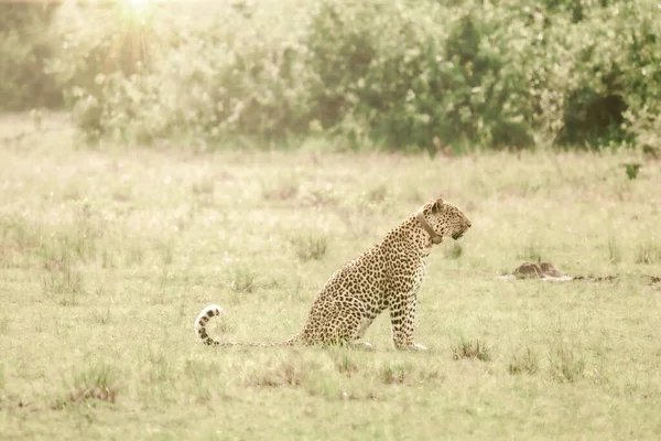Leopardo Conservação São África Oriental — Fotografia de Stock