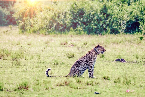 Leopar Doğu Afrika — Stok fotoğraf
