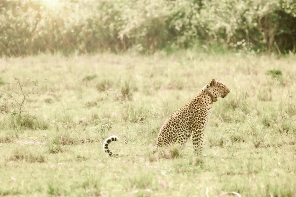 Leopardo Conservação São África Oriental — Fotografia de Stock
