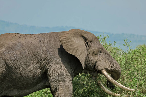 Elephant bull walking in open grassfield, Loxodonta Africa