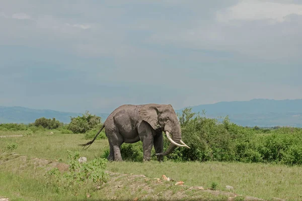 Açık çayırlarda yürüyen fil boğası, Loxodonta Afrika