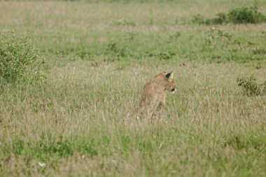 Doğu Afrika Aslanı (Panthera Leo Melanochaita) Stok Fotoğrafı