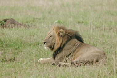 Doğu Afrika Aslanı (Panthera Leo Melanochaita) Stok Fotoğrafı