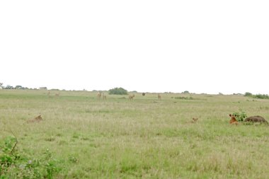 Doğu Afrika Aslanı (Panthera Leo Melanochaita) Stok Fotoğrafı