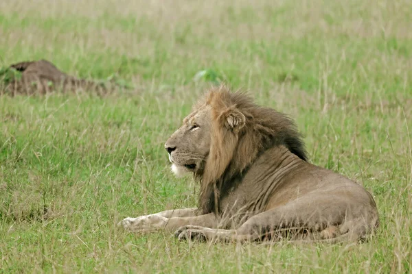 Wschodnioafrykański Lew Panthera Leo Melanochaita Zdjęcie — Zdjęcie stockowe