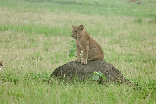 Doğu Afrika Aslanı (Panthera Leo Melanochaita) Stok Fotoğrafı