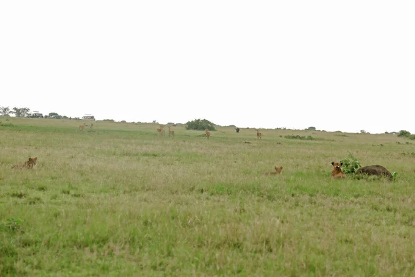 Восточноафриканский Лев Panthera Leo Melanochaita Фото — стоковое фото