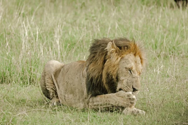 Östafrikanska Lejonet Panthera Leo Melanochaita Lagerfoto — Stockfoto
