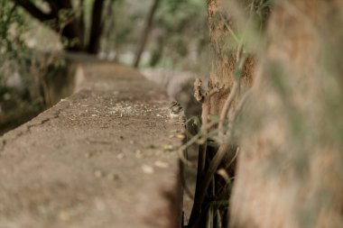 Ahmedabad 'daki Gotila Bahçesi yakınlarında beş çizgili küçük bir sincap.