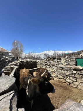 Hindistan, Spiti Vadisi 'ndeki Kee Manastırı manzarası