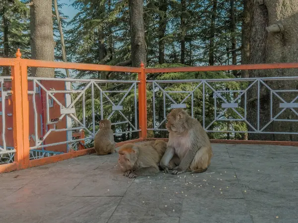 stock image Jakhoo Temple in Shimla, dedicated to the Hindu deity Hanuman ji. It is situated on Jakhoo Hill, highest peak of Shimla, Himachal Pradesh, India.