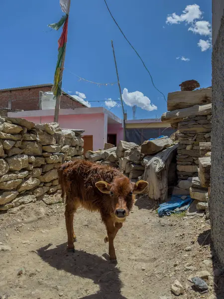 Hangrang Vadisi 'ndeki Nako köyü, Kinnaur, Hint Himalayaları, Himachal Pradesh, Hindistan.