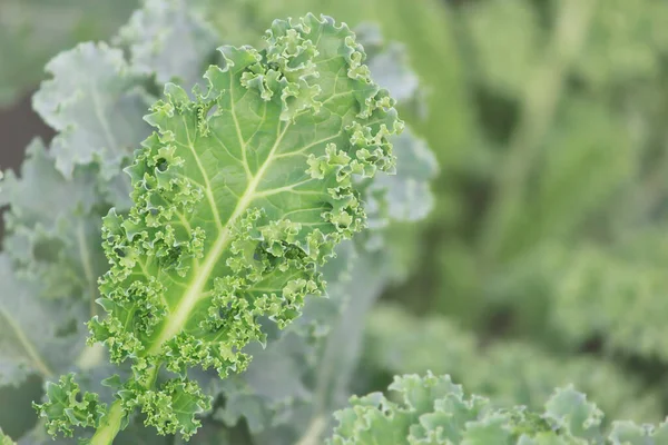 Closeup of Fresh Green Kale Vegetable in Organic Farm