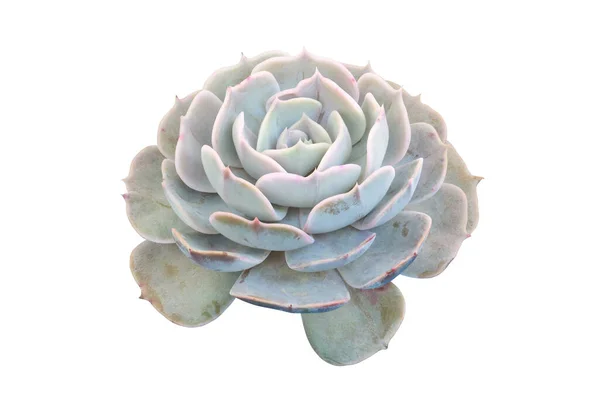 Echeveria Succulent Plant Isolated on White Background with Clipping Path