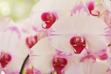 Blooming Pink Phalaenopsis Orchid Flowers on Blurred Natural Background