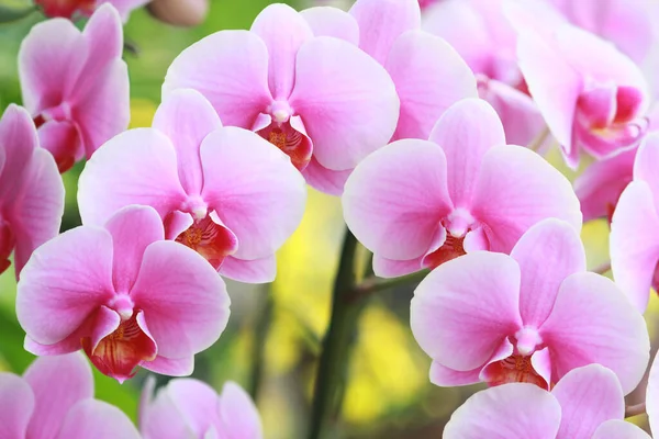 Flores Rosa Florescentes Orquídea Phalaenopsis Fundo Natural Borrado — Fotografia de Stock