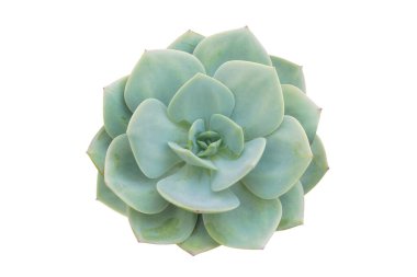 Echeveria Succulent Bitkisinin Beyaz Arkaplanda Kırpma Yolu ile İzole Edilmiş Üst Görünümü