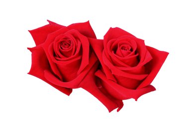 Kırmızılı Güller Kırpma Yolu ile Beyaz Arkaplanda İzole Edildi