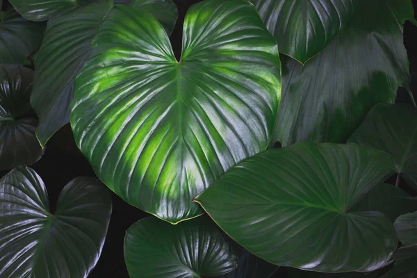 Frunzele Verzi Luxuriante Plante Tropicale Culoarea Tonului Închis Fundal Model — Fotografie, imagine de stoc