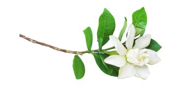 Çiçek açan Beyaz Gardenya yaseminoidleri ya da Yasemin Burnu Çiçeği, Bud ve Yeşil Yapraklar Kırpma Yolu ile Beyaz Arkaplanda İzole edilmiş Su Damlaları