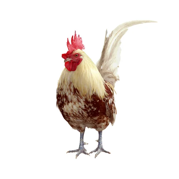 Bantam Chicken Isolated White Background Clipping Path — Stock Photo, Image