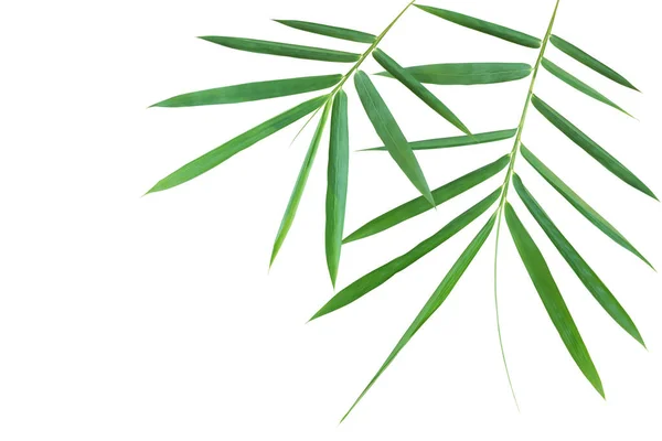 Yeşil Yapraklı Bambu Dalları Kırpma Yolu Ile Beyaz Arkaplanda Zole — Stok fotoğraf