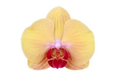 Çiçek açan Sarı Phalaenopsis Orkide Çiçeği Kırpma Yolu ile Beyaz Arkaplanda İzole