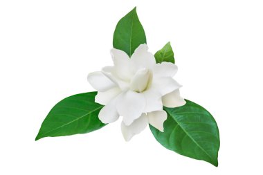 Gardenya yaseminoides, Yeşil yapraklı Cape Jasmin Çiçeği Kırpma Yollu Beyaz Arkaplanda İzole Edilmiş