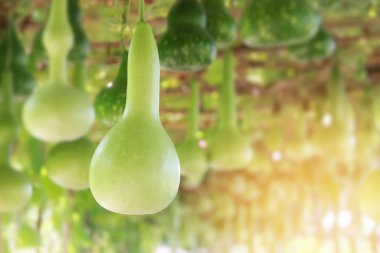 Taze Calabash, Şişe Kabağı Meyvesi Askıda Asılı