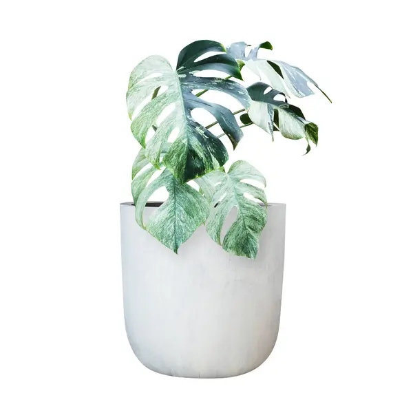 Variegated Monstera Plant in White Clay Pot Isolated on White Background with Clipping Path