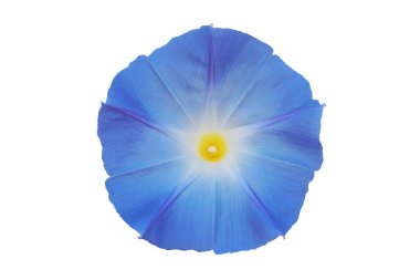 Blooming Blue Flower of Morning Glory Plant Isolated on White Background with Clipping Path clipart