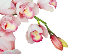Blooming Pink Cymbidium Orchid Flowers Isolated on White Background with Clipping Path