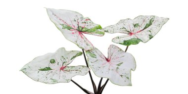 Beyaz Arkaplanda kırpma yolu ile izole edilmiş değişken Caladium bicolor Bitkisi