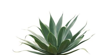 Agave attenuata, Fox Tail Agave Bitkisi Beyaz Arkaplanda Kırpma Yolu ile yalıtılmış
