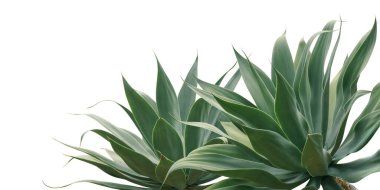 Agave attenuata, Fox Tail Agave Bitkileri Beyaz Arkaplanda Kırpma Yolu ile İzole Edildi