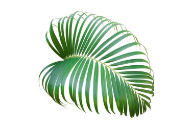 Tropikal Palmiye Yaprağı Kırpma Yolu ile Beyaz Arkaplanda izole