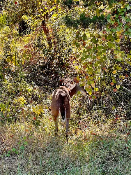 一只年轻的雌性白尾鹿站在高高的草丛和松树的部分阴影中 她正在小心翼翼地对周围的一切事物保持警惕 — 图库照片
