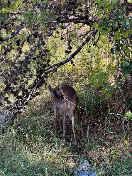 一只年轻的雌性白尾鹿站在高高的草丛和松树的部分阴影中 她正在小心翼翼地对周围的一切事物保持警惕 — 图库照片
