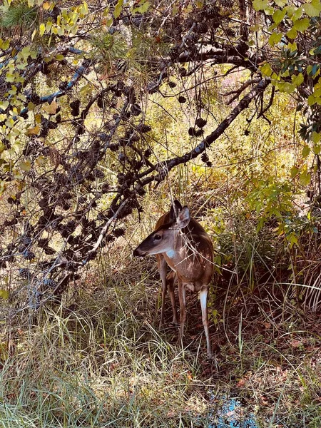 背の高い草や松の木の部分的な影に立つ1人の若い女性の白い尾の鹿 彼女は周りのすべてに慎重に警告を放牧しています — ストック写真