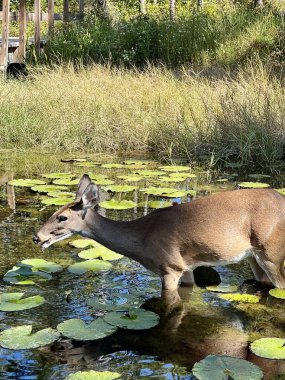 One white tailed deer wading into a pond on a sunny day. She is grazing on lily pads and tolerating a candid wildlife photo.